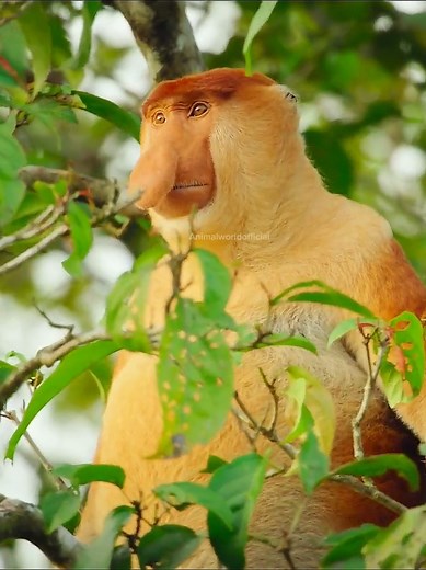 Exploring the Animal World: Tigers and Monkeys