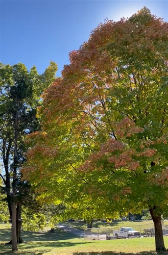 Fall colors coming through and not a cloud in the sky? It's a great day to be at Jefferson Barracks! 🍁😍 | Jefferson Barracks Historic Site