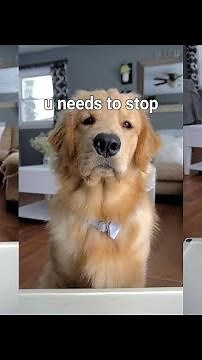 ASMR Dog Reviewing Different Types of Food - Tucker Taste Test #5