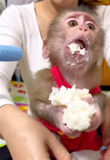 Greedy Baby Monkey: Eating Too Much Fast!
