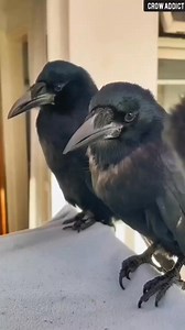 So beautiful 🖤✨ #BMW #crow #lovers #cute #beautiful #beauty #photographychallengeraphychallenge #naturelovers #nature #usa #usareels #1m #viralvideochallenge #Awesome #america | Crow Family