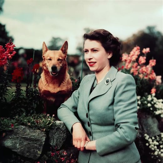 Unsurprisingly, the Queen's beloved corgis are pampered when it comes to their food | MyLondon