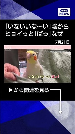 [News] "Peek-a-boo!" A Cockatiel Pops Out – Are They Playing? #shorts