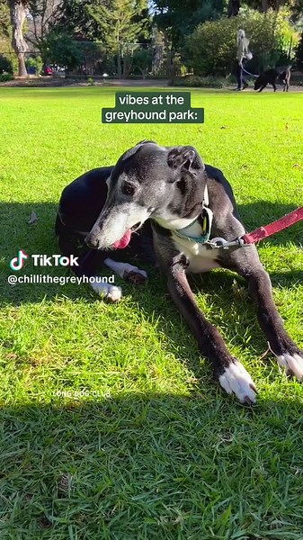 Greyhound Speed: Vibes at the Dog Park