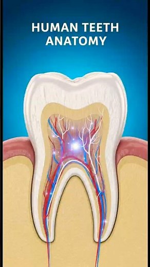 Human Teeth Anatomy 3D – Full Tooth Layers Explained 🍽️ - EcoHuman ScienceLab