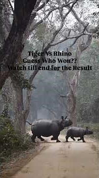 An extraordinary wildlife encounter as a rhino and a tiger come face to face in the wild 🦏🐅