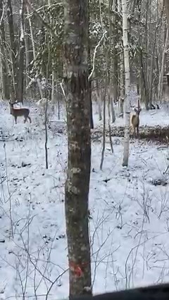 139K views · 710 reactions | All natural decoys at the fiberglass blind. Only my second time gun hunting since it opened Tuesday. For those opposed to legal baiting (feeding) we feed a heck of a lot more animals than just the deer. And harvest a lot less deer than we feed! | D&R Processing - Wild game processing | Facebook