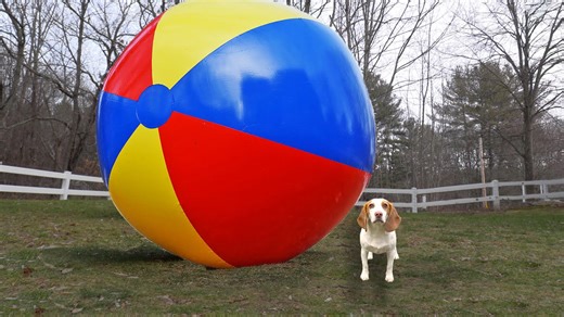 Puppy beagle gets surprised by gigantic beach ball prank