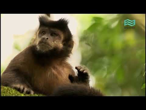 Flora and fauna: Paraná Forest (full episode) - Encuentro Channel
