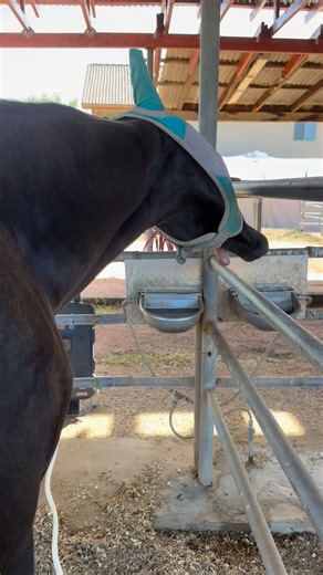 ✨ PEMF for young horses ✨ PEMF isn’t just for recovery, it’s an amazing tool for supporting developing horses as they start their careers. ⚡️Benefits include: • Supporting growing bones, joints, and soft tissue • Easing muscle soreness as they build strength • Promoting calmness and focus during training • Improving circulation for faster recovery and balanced development • Helping prevent tension or compensation patterns early on • Helps boost the immune system Starting PEMF early helps set the