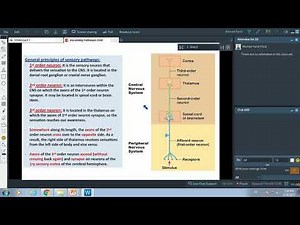 Ascending Pathways-Dr.Ahmed Farid
