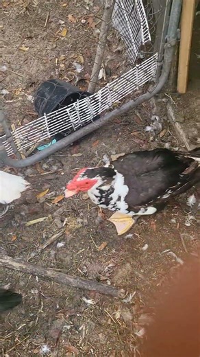 unstanding birds 🐦 #animals #birds