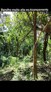 Barulho de motosserra, muito alto no meio do mato. #fblifestyle #reelsviral #explorar #nature #explore #vidanocampo #fyp | Luiiz Fernando
