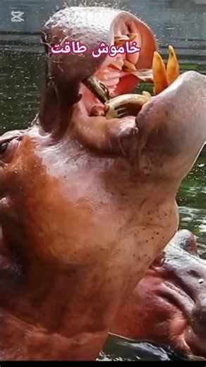 Jungle Ka Sab Se Khatarnaak Janwar # Khamosh Taqat