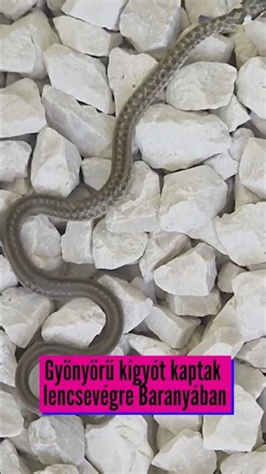 Gyönyörű kígyót kaptak lencsevégre Baranyában