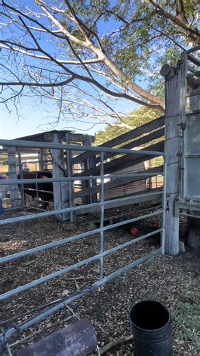 Lachlan Walker5 (@lachlanwalker29)’s videos with original sound - Lachlan Walker5