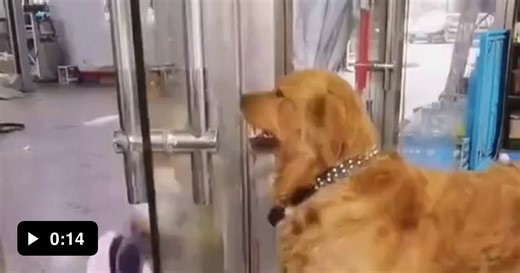 Internet fight. - Video