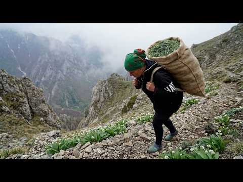 Wild Garlic Hunting in the Mountains! Grandma's Healing Village Dish