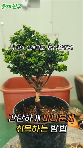 간단하게 미니분재 취목하는 방법 #분재 #분재만들기 #석화회 #airlayering