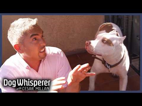 Nervous Pit Bull Starts Biting His Family | Dog Whisperer With Cesar Millan