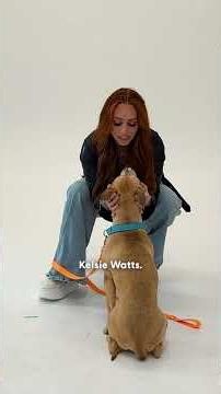 America's "Next Top Model" Photographer Spotlights Adoptable Pitties | The Dodo