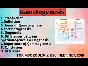 Gametogenesis | Types of Gametogenesis | spermatogenesis | oogenesis | Differences | Importance