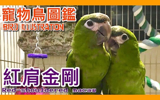 英国parrot杂志：最完美的迷你鹦鹉？世界上体型最小的金刚鹦鹉「红肩金刚」！【鹦鹉小木屋】【宠物鸟图鑑EP12】