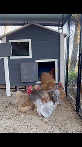 Good morning from my blue calico Millie bantam Cochins. Meet my Roo, King, and his lovely ladies! I love bantam Cochins. Not only are they beautiful, they are also so sweet. One of the sweetest chicken breeds! #bantamcochin #chickens #chickenbreeder #hens #roosters | Butcher’s Chick Chickery