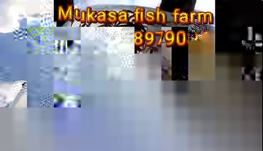 21 reactions · 3 comments | Know some of the signs of common fish diseases  | Mukasa Fish Farm | Facebook