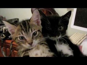 Fainting Goat Kittens