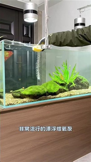 This Is the Right Way to Oxygenate Your Fish Tank 🐟💨