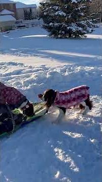 🎿 Puppies Try Sledding for the First Time — Cutest Reactions Ever!