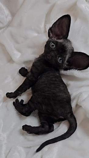 Cute Devon Rex Kittens With Big Ears Exploring The World | Batty Story