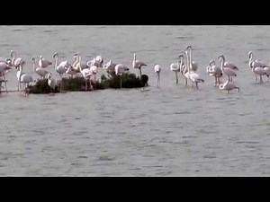 Rare black flamingo spotted in Cyprus