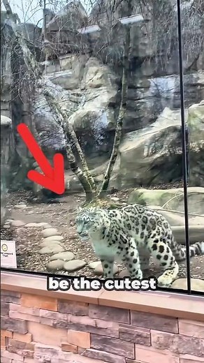 5 Adorable Snow Leopard Facts That Will Melt Your Heart 🐆❄️