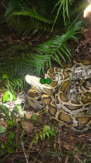 PYTHON COWBOY takes Buck Commander Hunting 🐍👀