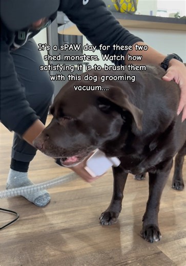 Make your life easier and keep your house cleaner if you own animals that shed with this pet grooming vacuum. #petgrooming #petcare #doghair #petvacuum #pethairremoval