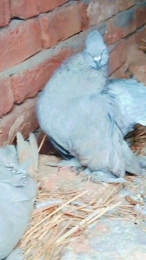 Alhumdulilha Silver Queen: A Fantail Pigeon Showcase