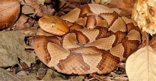 A King Among Copperheads: The Largest Ever Recorded