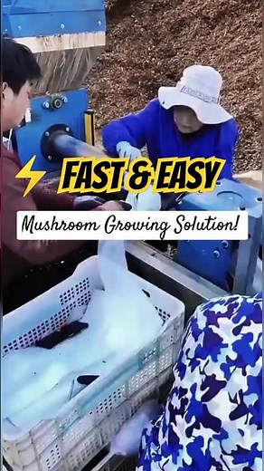Mushroom Bag Filler Machine in Action – Fast & Precise