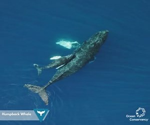 Happy #WhaleWednesday! 🐋 Humpback whales are truly world travelers. Every year, this species' whale populations migrate from cooler feeding grounds to warmer breeding grounds. The warm, tropical climate is perfect for them when it comes to mating and giving birth. Each humpback whale population has its own migration route, and those who travel from Antarctica to northern South America have the longest migration of any mammal alive! 🌎 Learn more about humpbacks ➡ http://ow.ly/zRqd50Fqxqu | Ocea