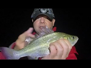 Night Fishing for Crappie & Perch at Badin Lake, NC | NC Freshwater Fishing | White Perch Fishing