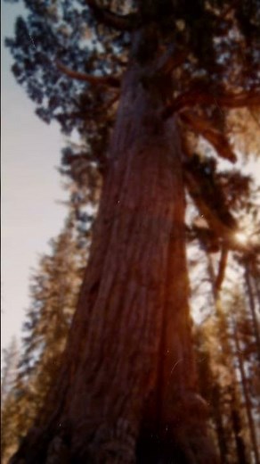 Coldplay - Everglow | Lyrics