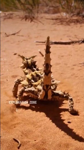 Moloch Horridus: The Magical Spiny Lizard of the Australian Desert.