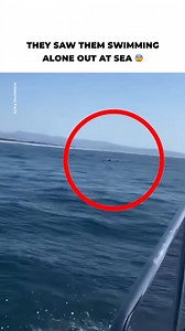 They thought they could swim out to sea on their own, but they ended up stranded in the middle of the ocean trying to get out… | The Enigma