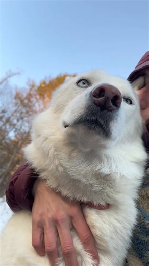 Le traqueur le plus fiable au monde pour animaux de compagnie 🐾 📍 Suivez la localisation en temps réel 🩺 Recevez des alertes de santé 💤 Surveillez l'activité et le sommeil 😌🧠 Obtenez la tranquillité d'esprit | Tractive