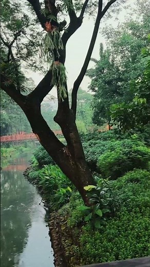Morning Walk at Tebet Eco Park 🌿 Jakarta Indonesia