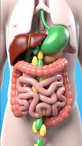 The Amazing Human Digestive Process Revealed in Stunning Detail