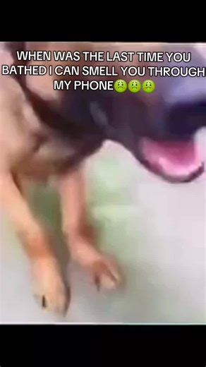 Christmas Humor: Just Jokes to Brighten Your Day