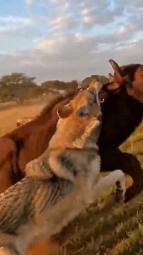 Wolf Attack Buffalo Rescue Adrenaline Chase